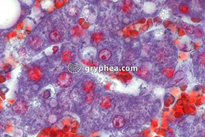 Foie humain x200 - gryphea.org